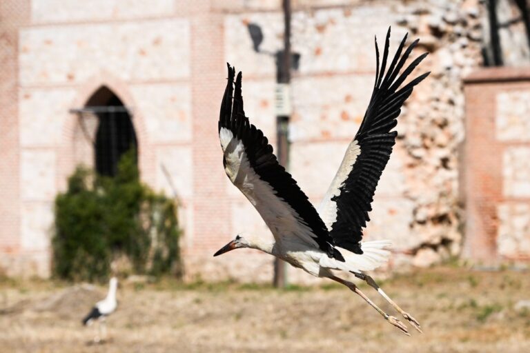 suelta de cigüeñas